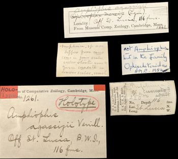 Media type: image;   Invertebrate Zoology OPH-1261 Aspect: labels